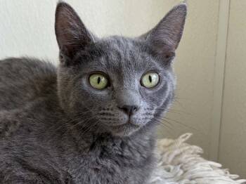 Wuzzy -  Domestic Short Hair Cat for Adoption in Republic, Washington - Wuzzy | PetCurious
