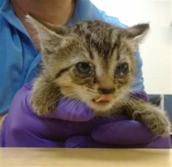 Domestic Short Hair Cats Available for Adoption in Doral, Florida - OTIS | PetCurious