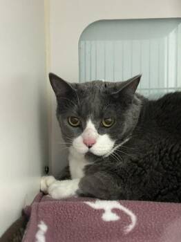 Adella -  Domestic Short Hair Cat for Adoption in Muskegon, Michigan - Adella | PetCurious