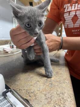 BAYLOR -  Domestic Short Hair Cat for Adoption in Tallahassee, Florida - BAYLOR | PetCurious