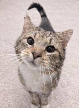 American Shorthair Cats Available for Adoption - Lioh | PetCurious