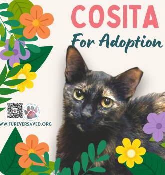 Domestic Short Hair Cats Available for Adoption - Cosita | PetCurious
