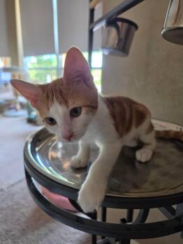 Aidan -  Domestic Short Hair Cat for Adoption in Mansfield, Texas - Aidan | PetCurious