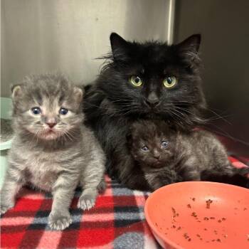 Miso -  Domestic Short Hair Cat for Adoption in Naperville, Illinois - Miso | PetCurious