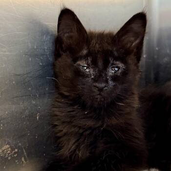 Zooble -  Domestic Short Hair Cat for Adoption in Palm Springs, California - Zooble | PetCurious