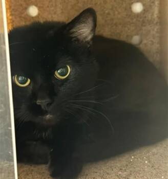 BABY BOY -  Domestic Short Hair Cat for Adoption in Anchorage, Alaska - BABY BOY | PetCurious