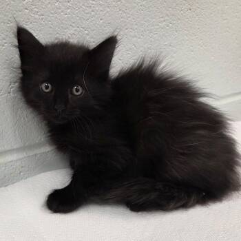 Ninja -  Domestic Long Hair Cat for Adoption in Chattanooga, Tennessee - Ninja | PetCurious