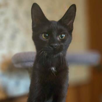 Rachel -  Domestic Short Hair Cat for Adoption in Watertown, Wisconsin - Rachel | PetCurious