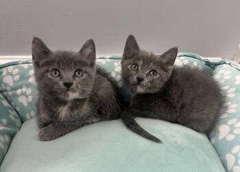 Domestic Short Hair Cats Available for Adoption in Chicago, Illinois - Kennedy | PetCurious