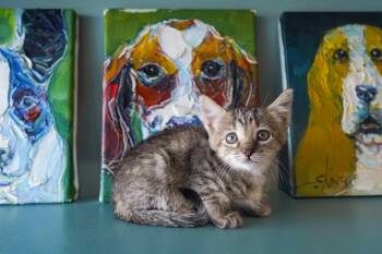 Ursula -  Domestic Short Hair Cat for Adoption in San Antonio, Texas - Ursula | PetCurious