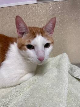 Garth -  Domestic Short Hair Cat for Adoption in Vancouver, Washington - Garth | PetCurious
