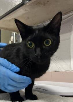 Tibby -  Domestic Short Hair Cat for Adoption in Fort Worth, Texas - Tibby | PetCurious