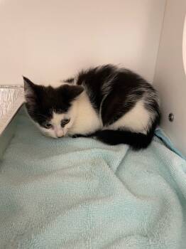 Rescue Domestic Short Hair Cats for Adoption in Oxford, North Carolina - Neko | PetCurious