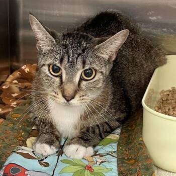 Amelia -  Domestic Short Hair Cat for Adoption in Port Charlotte, Florida - Amelia | PetCurious