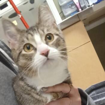 Rescue Domestic Short Hair Cats for Adoption in Baltimore, Maryland - Mishka | PetCurious