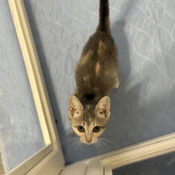 Polly Pocket -  Domestic Short Hair Cat for Adoption in Port Neches, Texas - Polly Pocket | PetCurious