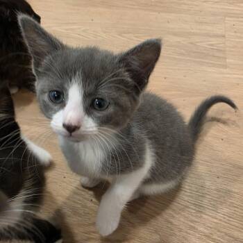 Minnie -  Domestic Short Hair Cat for Adoption in Lawrenceville, Georgia - Minnie | PetCurious