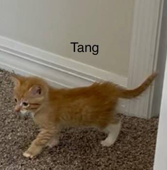 Domestic Short Hair Cats Available for Adoption - Tang | PetCurious