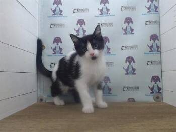 Domestic Short Hair Cats Available for Adoption in Orlando, Florida - MEL | PetCurious