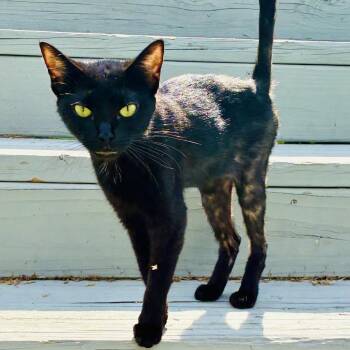 Lawn Mewer -  Domestic Short Hair Cat for Adoption in Chattanooga, Tennessee - Lawn Mewer | PetCurious