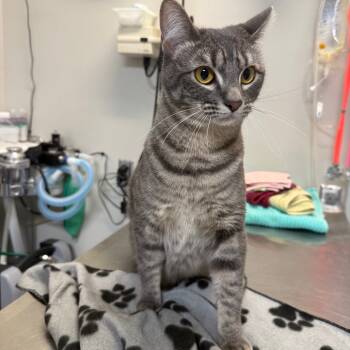 Rescue Domestic Short Hair Cats for Adoption in Great Falls, Montana - Tillie | PetCurious