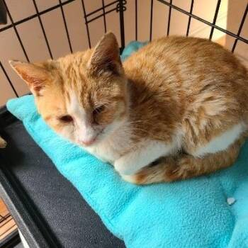 Domestic Short Hair Cats Available for Adoption in Woodstock, Virginia - Jellybean Hill | PetCurious