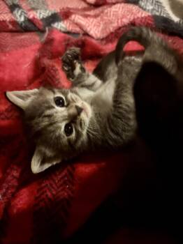 Domestic Short Hair Cats Available for Adoption in Roxboro, North Carolina - Dandelion | PetCurious
