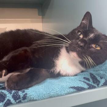 Sailor moon -  Domestic Short Hair Cat Available for Adoption in Sunrise, Florida - Sailor Moon | PetCurious