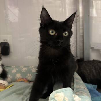 South -  Domestic Medium Hair Cat for Adoption in Mount Laurel Township, New Jersey - South | PetCurious