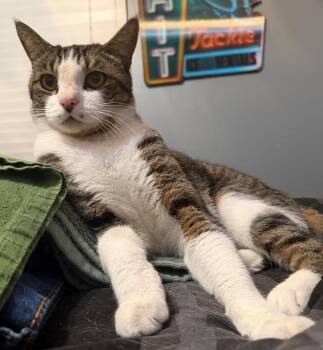 Mister Milo -  Domestic Short Hair and Tabby Cat for Adoption in Palo Alto, California - Mister Milo | PetCurious