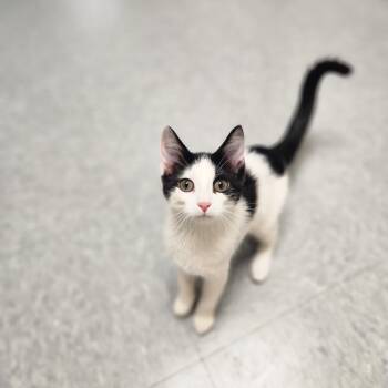 Lexa -  Domestic Short Hair Cat for Adoption in Waupun, Wisconsin - Lexa | PetCurious