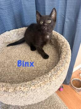 Binx -  Domestic Short Hair Cat for Adoption in Ruskin, Florida - Binx | PetCurious
