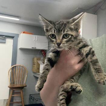 Lime -  Domestic Short Hair Cat for Adoption in Spokane, Washington - Lime | PetCurious