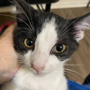 Lucy 1854RJ10 -  Domestic Short Hair Cat for Adoption in Columbia, Missouri - Lucy 1854RJ10 | PetCurious