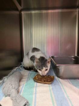 Helena -  Domestic Medium Hair Cat for Adoption in Disputanta, Virginia - Helena | PetCurious