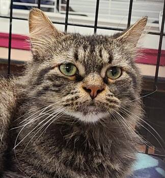Mushu the 1/3 -  Munchkin Cat for Adoption in Portland, Indiana - Mushu The 1/3 | PetCurious
