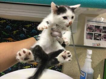 EVEREST -  Domestic Long Hair Cat for Adoption in Riverside, California - EVEREST | PetCurious
