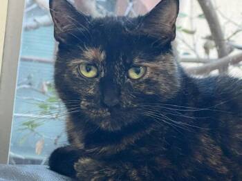 Twix -  Tortoiseshell and Domestic Short Hair Cat for Adoption in Oakland, California - Twix | PetCurious