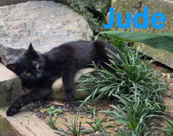 Jude -  Domestic Short Hair Cat for Adoption in Shrewsbury, Massachusetts - Jude | PetCurious