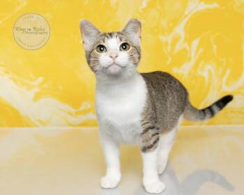 Rescue Domestic Short Hair and Tabby Cats for Adoption in Tuscaloosa, Alabama - Emily | PetCurious