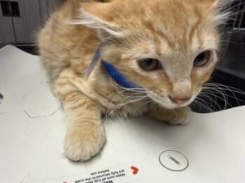 CHEETO -  Domestic Medium Hair Cat for Adoption in Camarillo, California - CHEETO | PetCurious