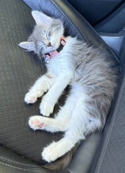 Rescue Domestic Medium Hair Cats for Adoption in Calimesa, California - Stormy | PetCurious