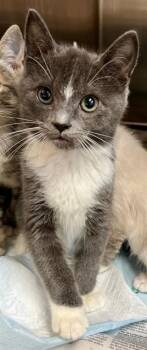 CHARCOAL -  Domestic Short Hair Cat for Adoption in Houston, Texas - CHARCOAL | PetCurious