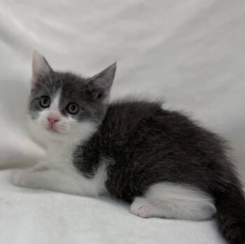 Domestic Short Hair Cats Available for Adoption in Greensboro, North Carolina - Cillian | PetCurious