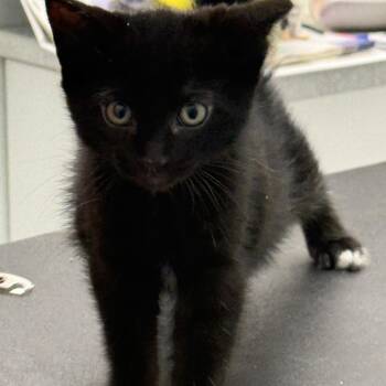 Domestic Short Hair Cats Available for Adoption in Toronto, Ontario - Raye | PetCurious
