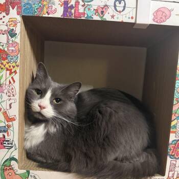 Kleo -  Domestic Medium Hair Cat for Adoption in Las Vegas, Nevada - Kleo | PetCurious