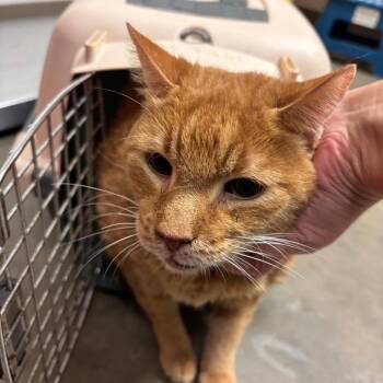 Oliver -  Domestic Short Hair Cat for Adoption in Ottawa, Kansas - Oliver | PetCurious