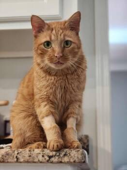 Rescue Domestic Short Hair Cats for Adoption in Powdersville, South Carolina - Biscuits (AG) | PetCurious