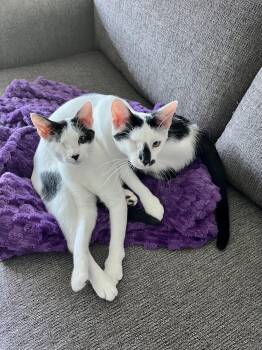 Ollie and Sparkle Unicorn - bonded one-eyed sisters -  Domestic Short Hair Cat for Adoption in New York, New York - Ollie And Sparkle Unicorn - Bonded One-eyed Sisters | PetCurious