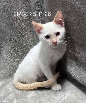 EMBER -  Siamese Cat for Adoption in Harrison, Michigan - EMBER | PetCurious
